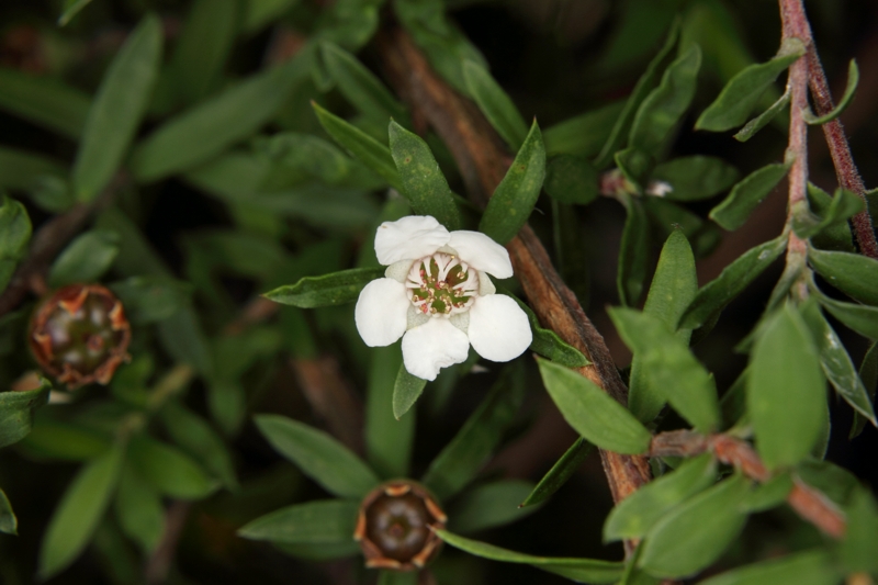 Manuka (<i>Leptospermum scoparium</i>)